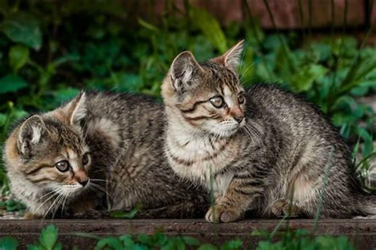 梦见一只大猫生了两只小猫