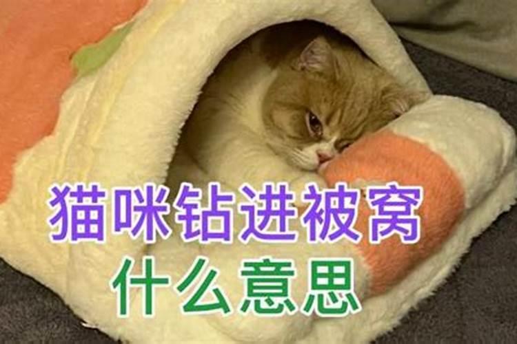 梦见猫咪钻进我的被窝什么意思