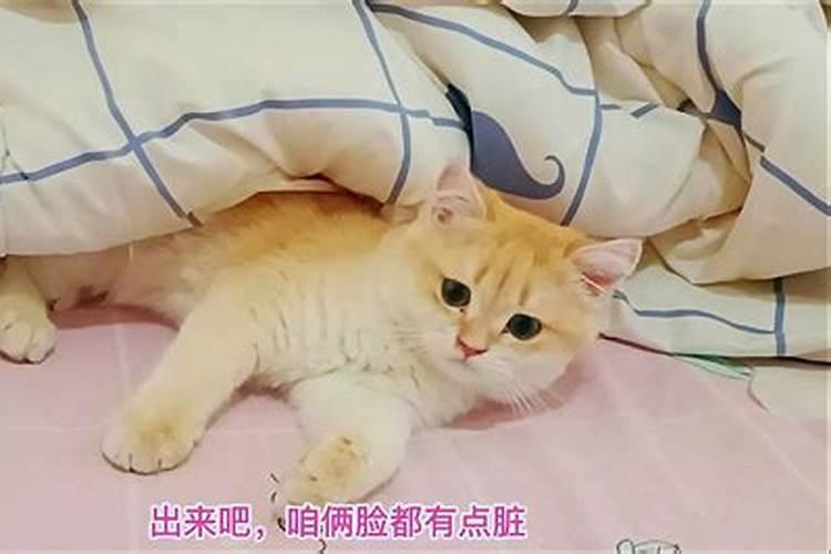 梦见一只猫咪钻进我的被子里