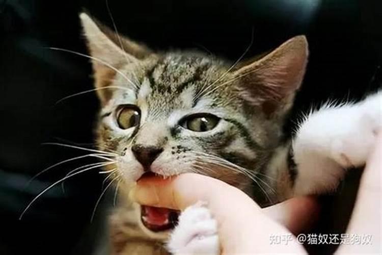 做梦梦见一只小猫咪咬我