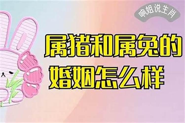 属兔的今年婚姻状况如何