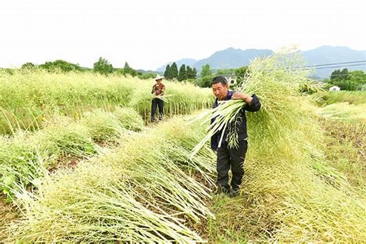 梦见油菜成熟了收割油菜