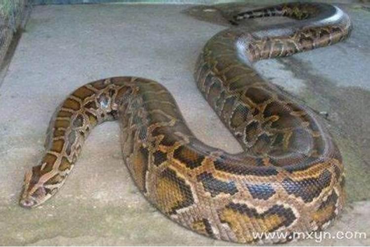 梦见一条大蟒蛇进家里是什么征兆