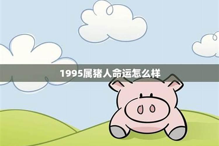 1995属猪人是什么命