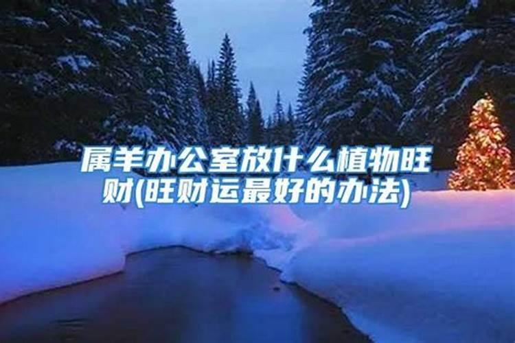 属羊的养什么花好旺财