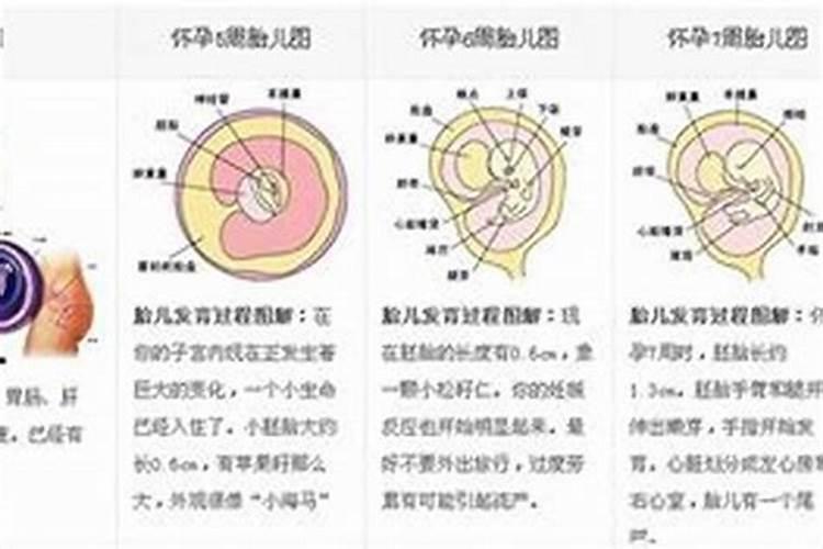 一怀孕就胎停两个人八字不合有影响吗