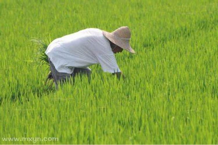 梦见除草是什么意思