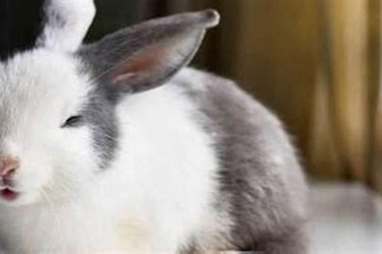 属兔人寿命能活多少岁