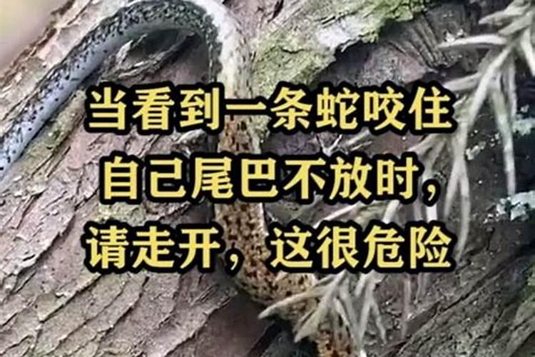 梦见被蛇爬上身咬自己