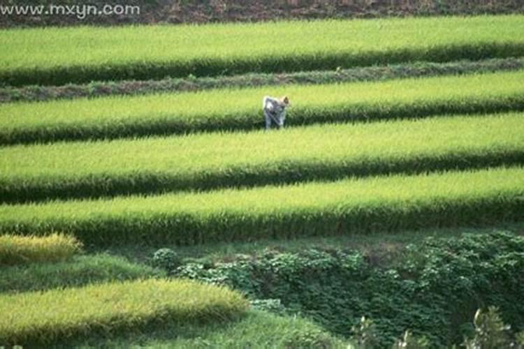 梦到耕田种地