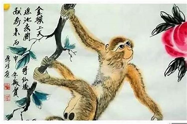 属猪的生属猴的宝宝好不好