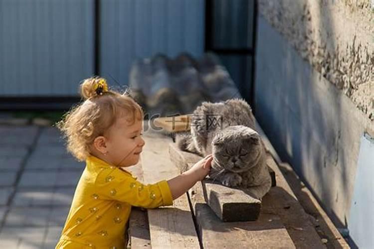 梦见家里有老鼠和猫