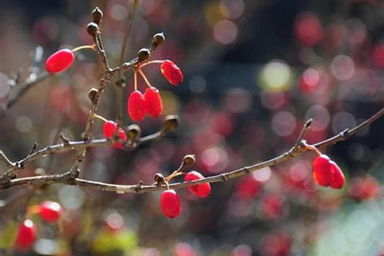 重阳节的习俗有插茱萸吗