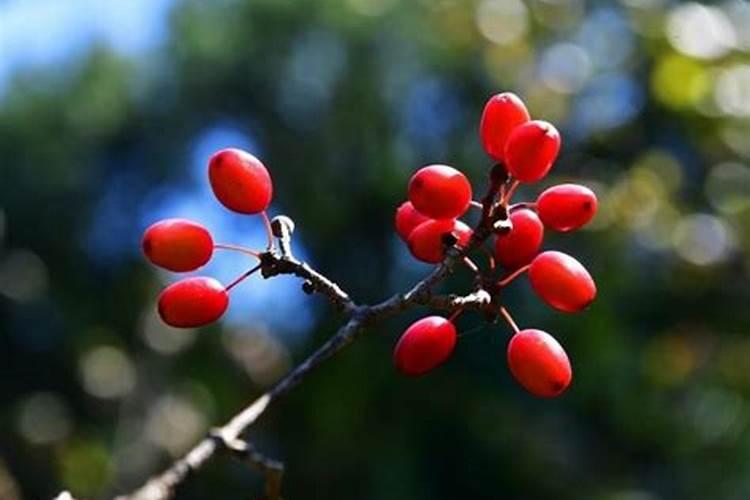 重阳节有什么习俗插茱萸