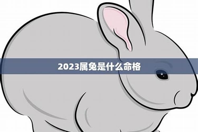 2023属兔的命