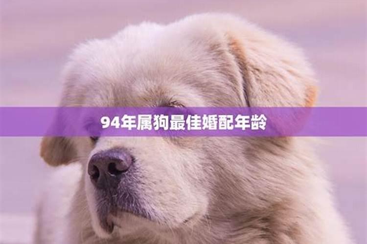 属狗的多大年龄2022年属狗的,配属猴的