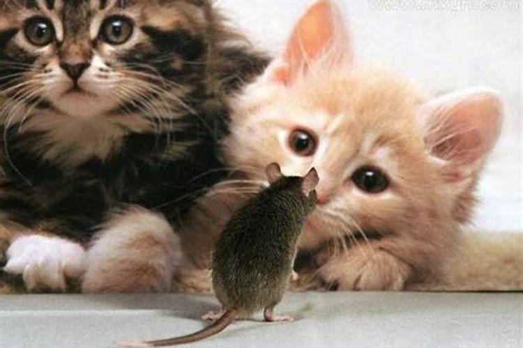 梦见大老鼠咬猫是什么意思啊