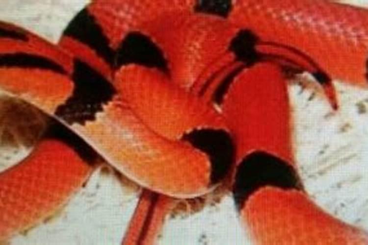 梦见红色的蛇有什么寓意吗
