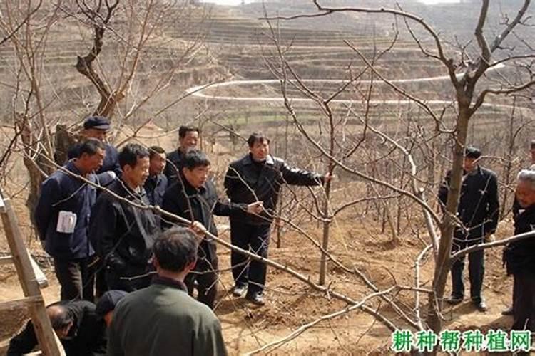 种植梨树怎样区别大小年