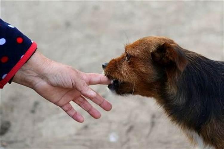 男人梦见狗咬是什么意思