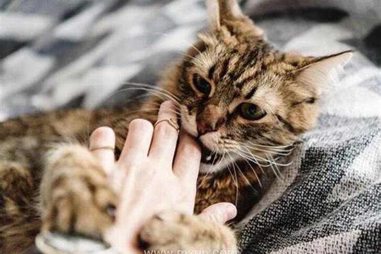 女人梦见猫咬手指头很疼