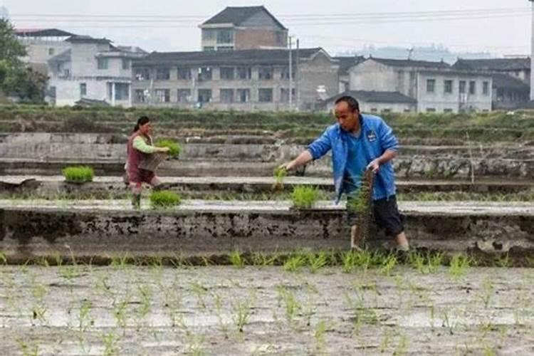 梦见死去的邻居长辈给我菜秧来栽