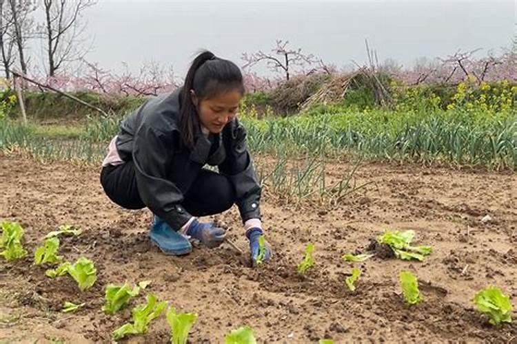 梦见死去的邻居长辈给我菜秧来栽菜苗