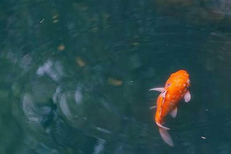 梦见红色的鱼在水里跑