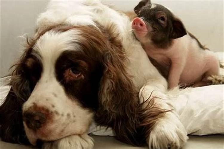 属猪跟属狗的生什么属相的宝宝