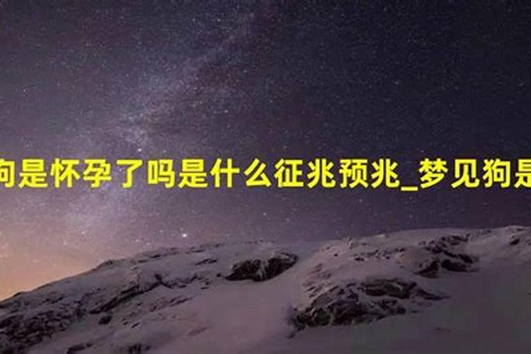 梦到狗是怀孕的先兆吗