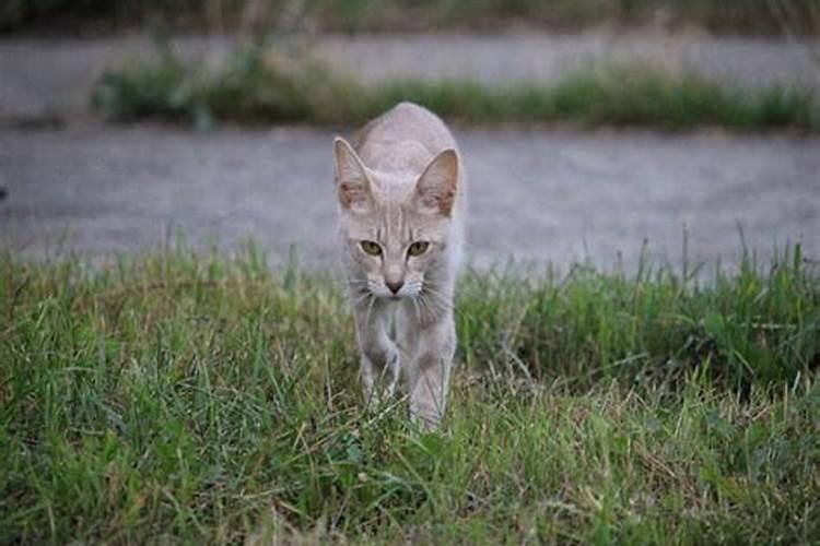 梦里梦见猫有什么预兆