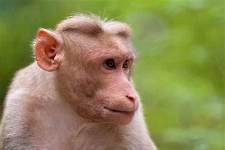 2022年属猴的人犯太岁吗?