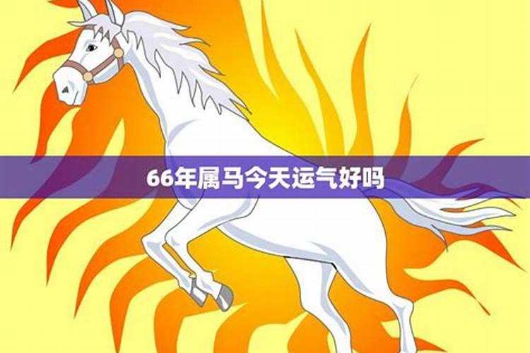 66年属马人今年的运气