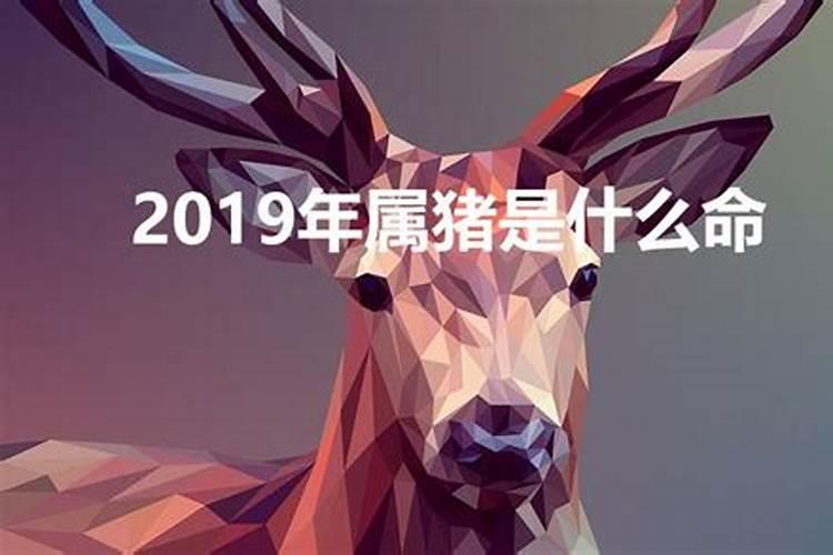 2019属猪属于什么命