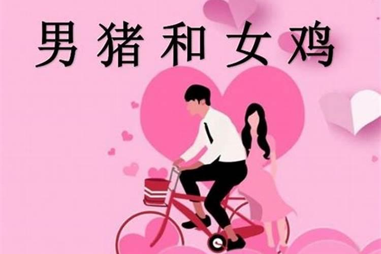 女猪男鸡婚姻合适吗