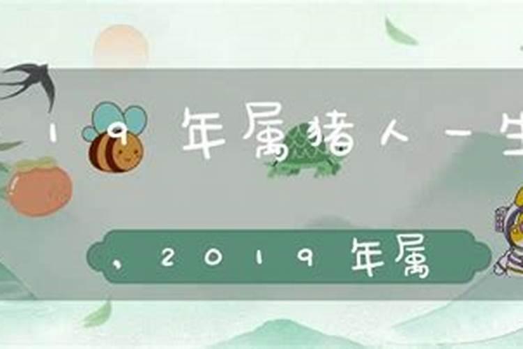 2019年属猪是啥命