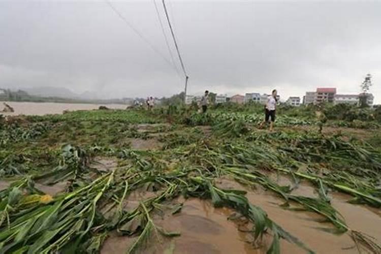 梦见天上在下雨下玉米辣椒