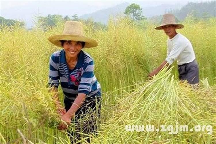 梦见收割庄稼丰收景象