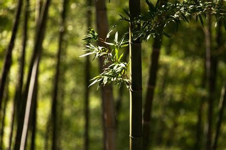 梦见一棵竹子连根倒在地上