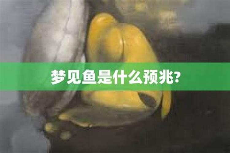 小孩子梦到鱼表示什么