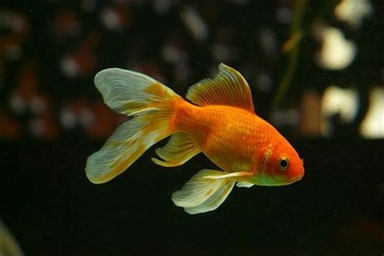 梦见红色的金鱼是什么意思