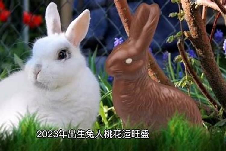 2023生肖兔的运势如何