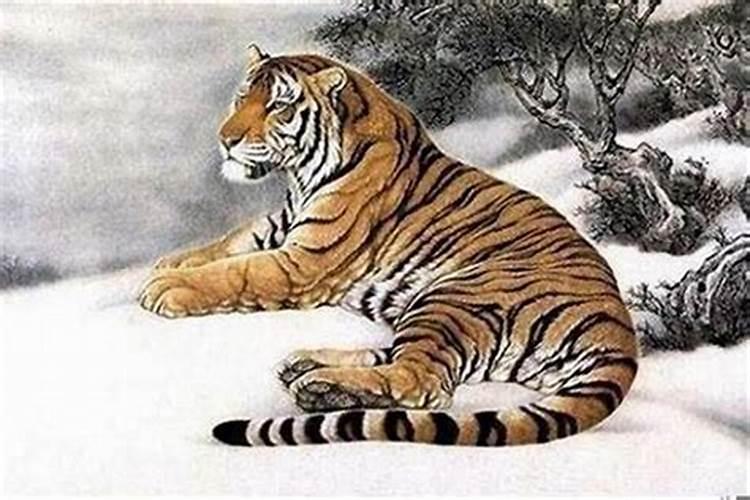 12岁属虎的是哪年出生的