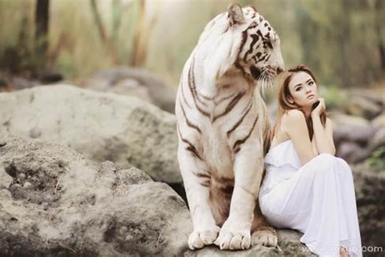 女人梦见好多老虎是什么意思