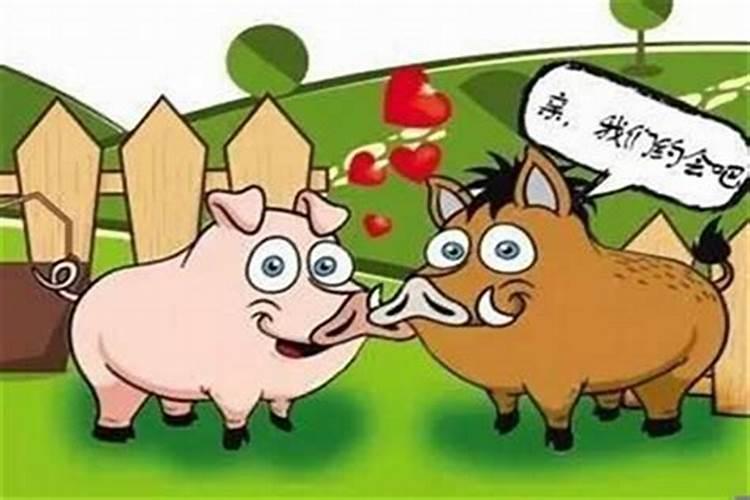 牛和猪婚姻相配吗