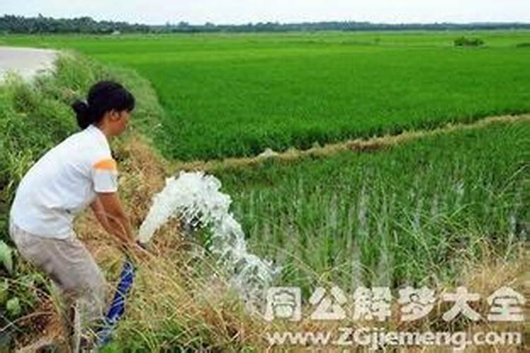 梦见灌溉农田的水很大,往自家田里流