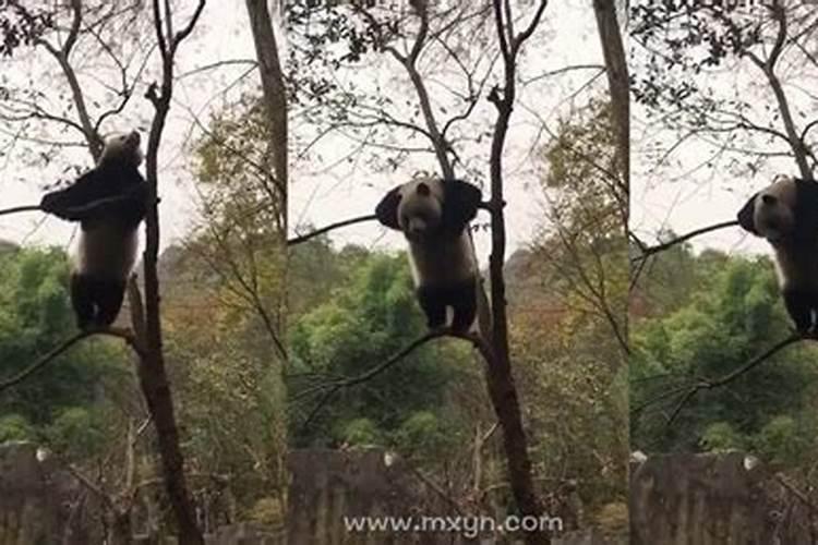 梦见灯笼掉下来又挂上去