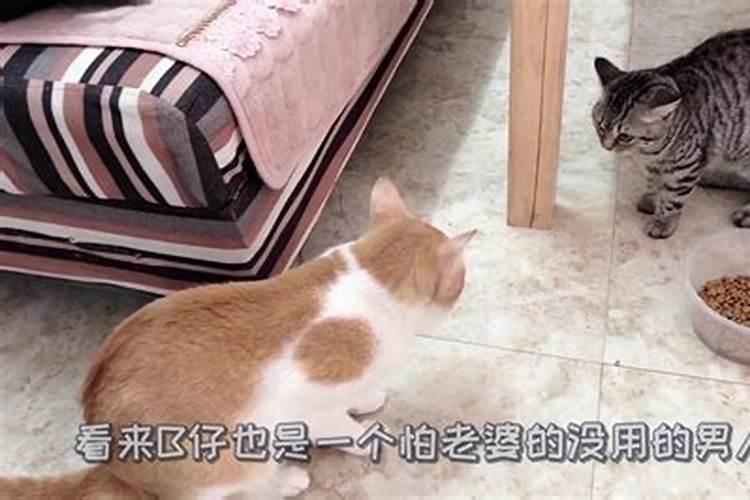 梦见买了两只猫带回家