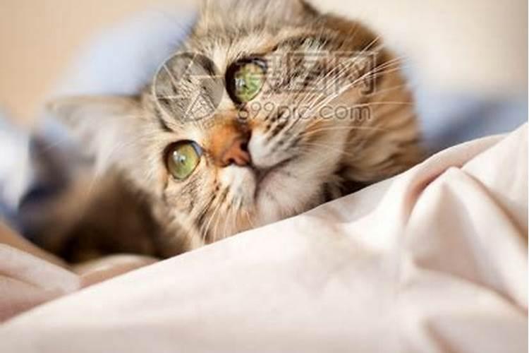 梦见猫在床上不走