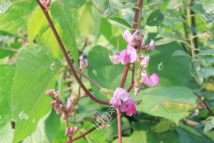 梦见扁豆开花结了扁豆